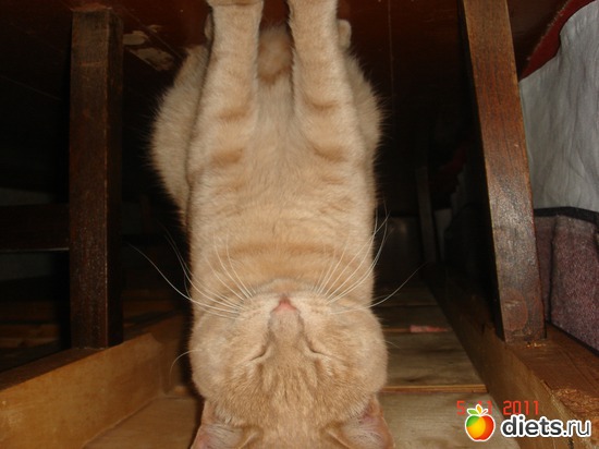 16 фото: Усатые - полосатые