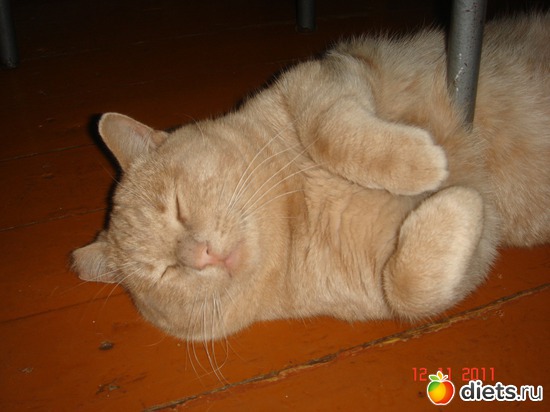 18 фото: Усатые - полосатые