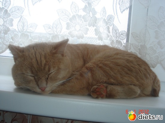 19 фото: Усатые - полосатые