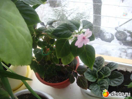 1 фото: Цветы