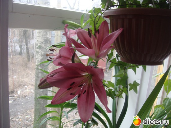 2 ����: �����