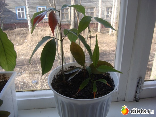 3 ����: �����