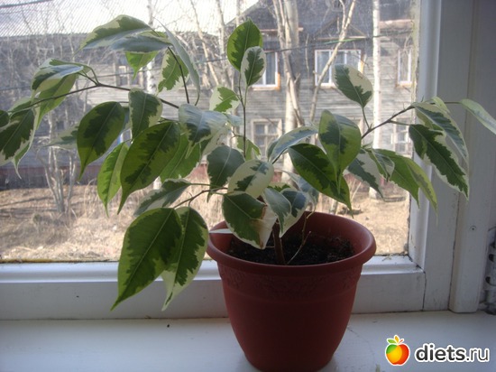 4 ����: �����