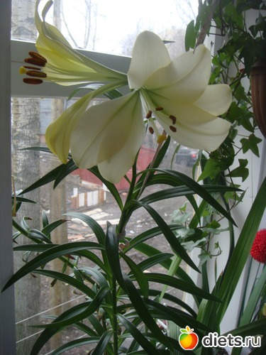 5 ����: �����