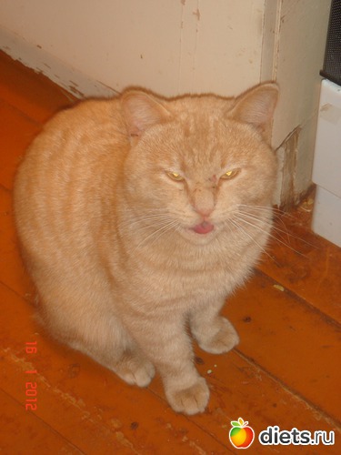 Барин изволили покушать..., альбом: Усатые - полосатые