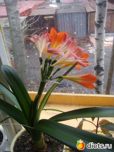 8 фото: Цветы