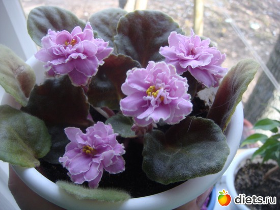 12 фото: Цветы