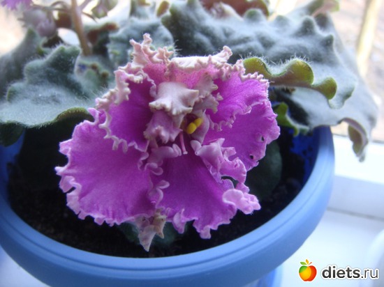 13 ����: �����