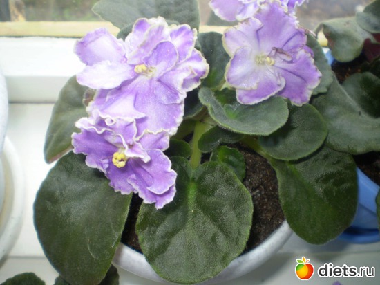 14 фото: Цветы