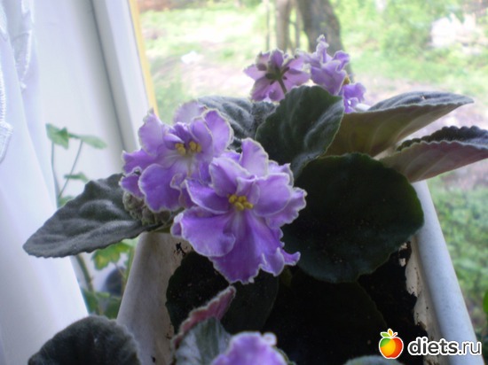 15 ����: �����