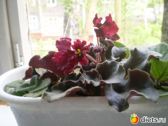 16 ����: �����