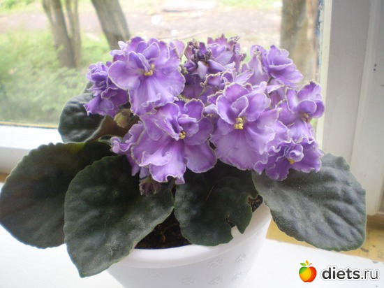 18 фото: Цветы