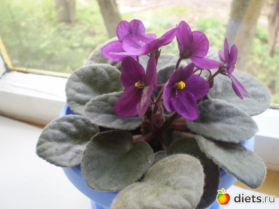 19 ����: �����