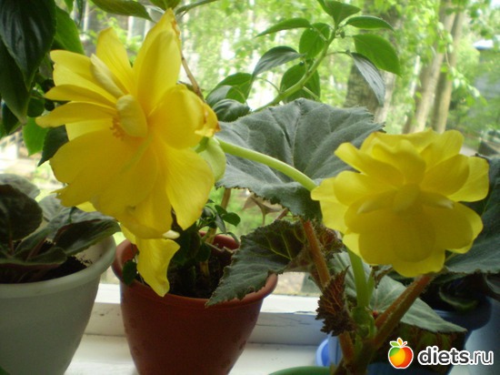 20 ����: �����