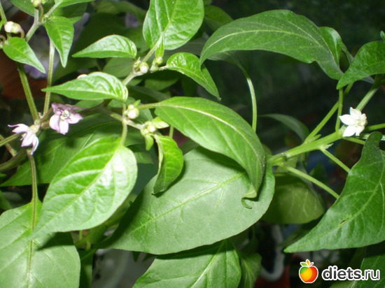 21 ����: �����