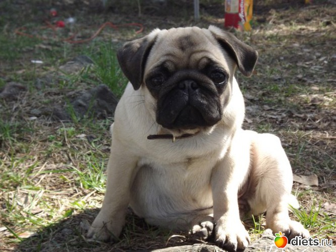 1 ����: ��� ��������