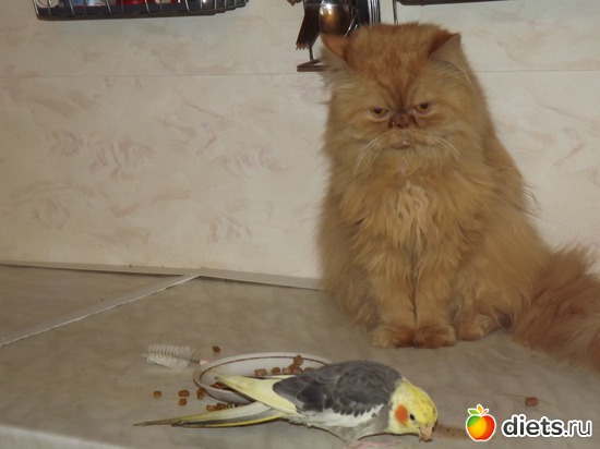 2 фото: мои животные