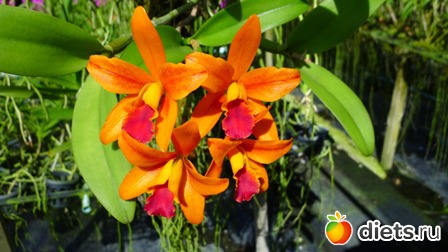 Тай. Орхидеи