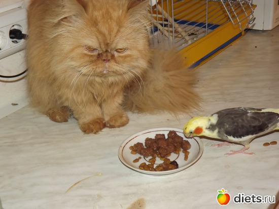 5 ����: ��� ��������