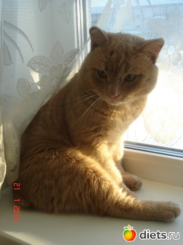 21 фото: Усатые - полосатые