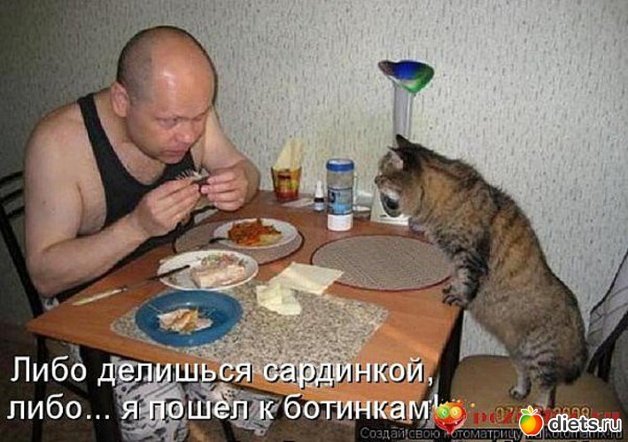 1 фото: Котэ о еде