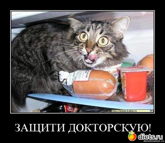 5 фото: Котэ о еде