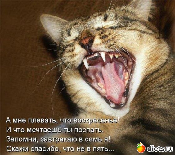 7 фото: Котэ о еде