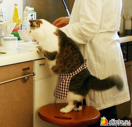 14 фото: Котэ о еде