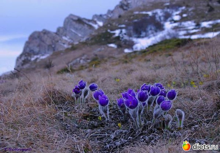 �����������, ������: �����