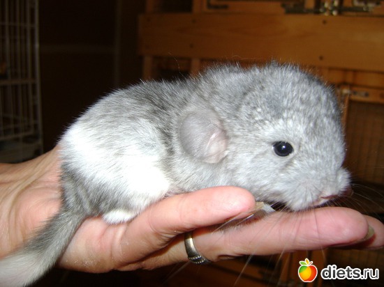 1 ����: ��� �������� �������!!