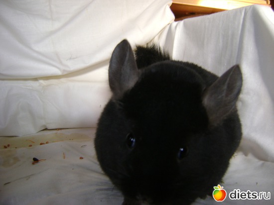 2 ����: ��� �������� �������!!