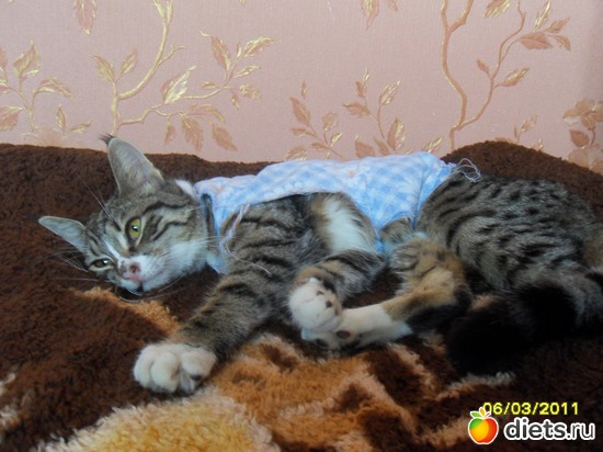 33 фото: Котейка