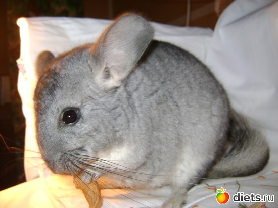 3 фото: Мои домашние любимцы!!