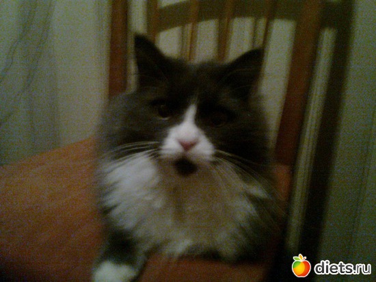 мое место, альбом: мои четвероногие друзья