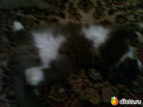 проветриваю, альбом: мои четвероногие друзья