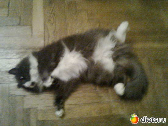 5 фото: мои четвероногие друзья