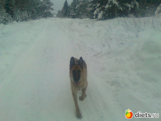 пробежка, альбом: мои четвероногие друзья