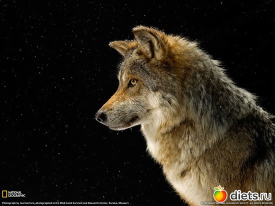 1 фото: moya Lady