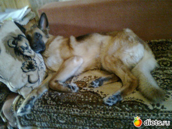 вот валяюсь на львенке, альбом: мои четвероногие друзья