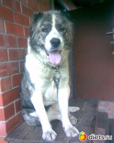 1 фото: Хранительница дома!!!