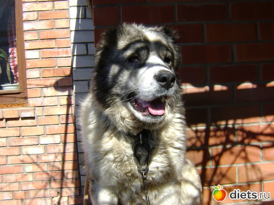 3 фото: Хранительница дома!!!