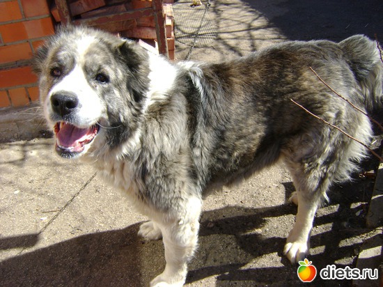 5 фото: Хранительница дома!!!