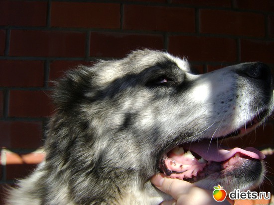 6 фото: Хранительница дома!!!