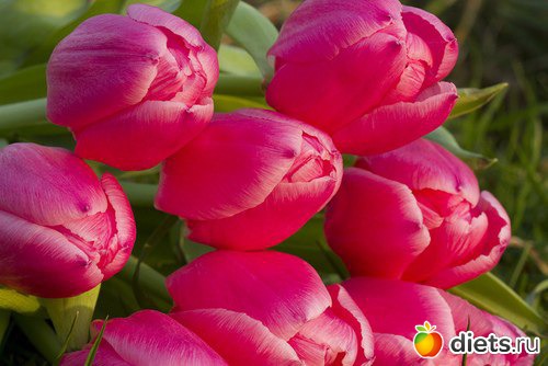 Мой альбомчик