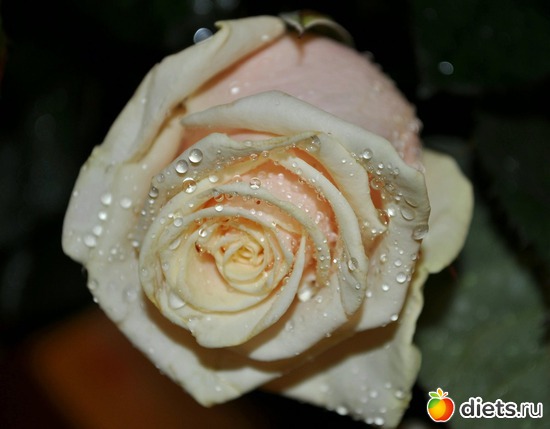 4 ����: ����� ���� �����