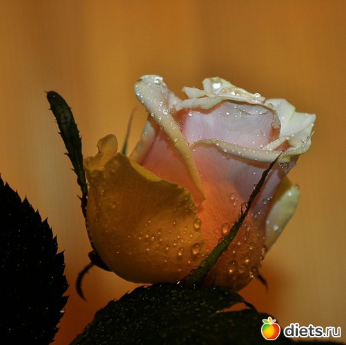 8 ����: ����� ���� �����