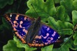 Lady-butterfly  !