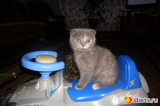 1 ����: ��� ���������