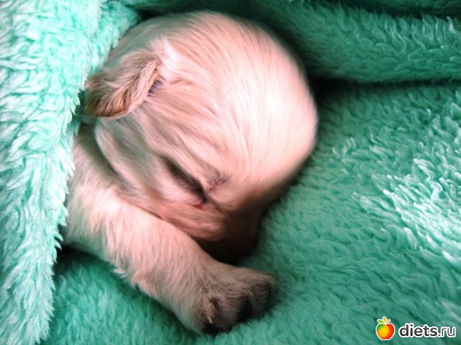 собачий ребенок, альбом: Взгляни на мир моими глазами...