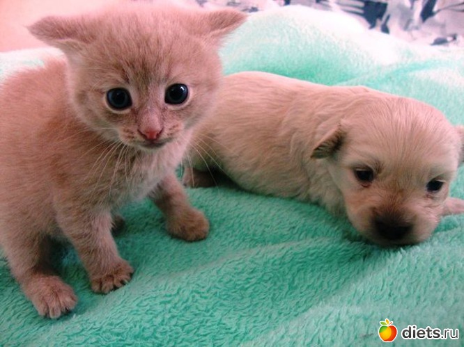 �������.., ������: ������� �� ��� ����� �������...